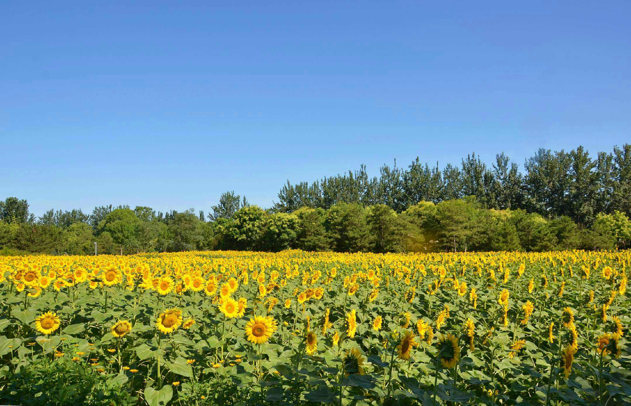 奥森向日葵美如画,小游带你去打卡 - 北京九星智元科技有限公司